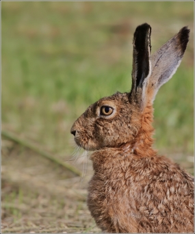 <p>ZAJÍC POLNÍ (Lepus europaeus) okolí Šluknovsko - Knížecí /European hare - Feldhase/</p>